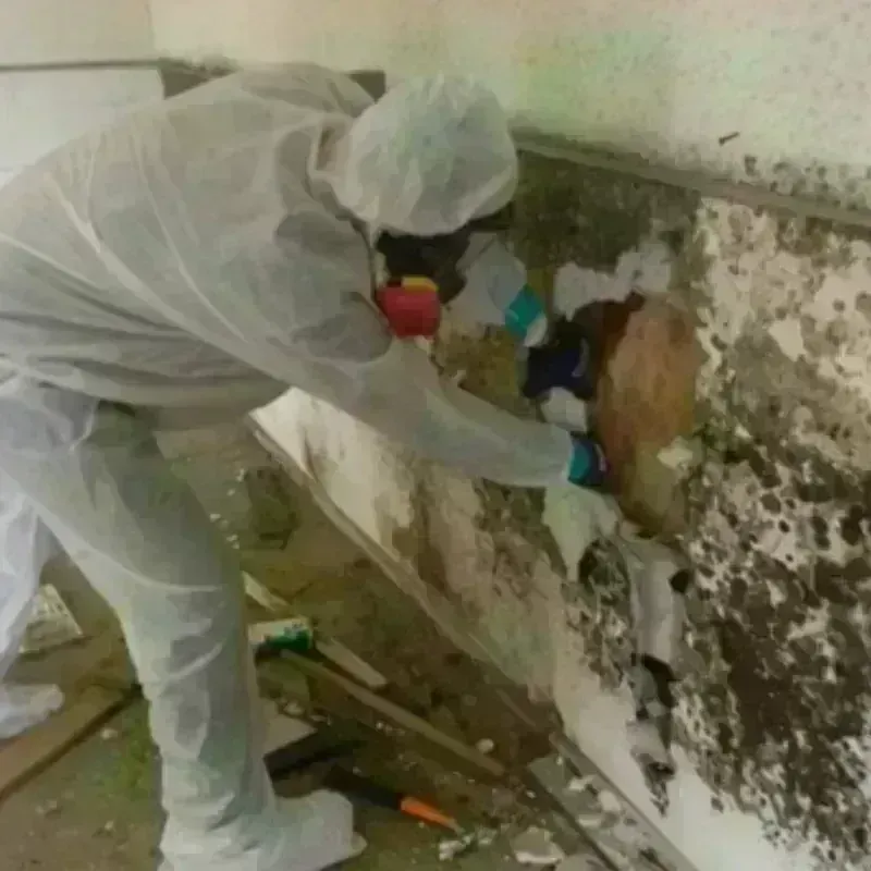 Mold Remediation and Removal in Lebanon, OH